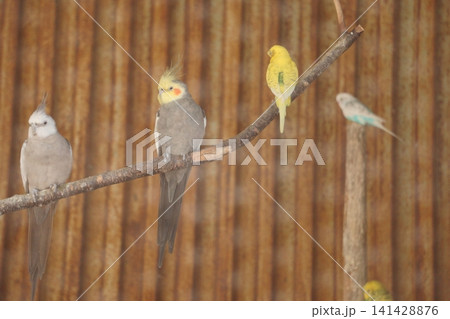 オカメインコと黄色のセキセイインコ オカメインコと黄色のセキセイインコ 141428876
