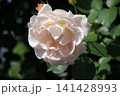 庭に咲くピンクのバラ 可憐に!! 庭に咲くピンクのバラ 可憐に!! 141428993