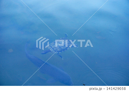 池で泳ぐカメと鯉 池で泳ぐカメと鯉 141429038