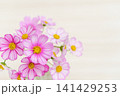 かわいいコスモスのアレンジのフレーム 141429253