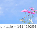 秋の青空とピンクのコスモス 141429254