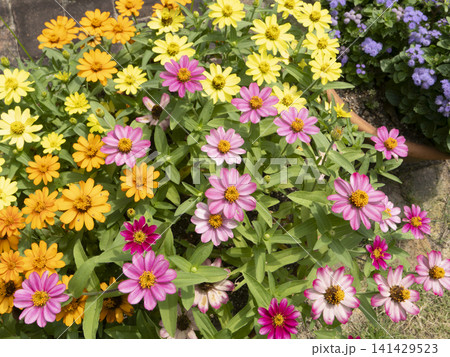 カラフルなジニアの花 カラフルなジニアの花 141429523