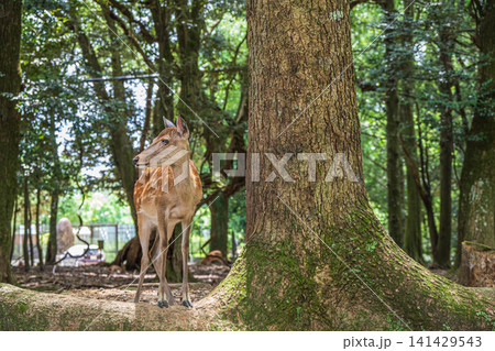 樹林の中の鹿 奈良市 奈良公園 樹林の中の鹿 奈良市 奈良公園 141429543