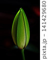 ユリの蕾 141429680
