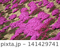 芝桜のある風景 芝桜のある風景 141429741