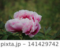 美しいピンクの牡丹 美しいピンクの牡丹 141429742