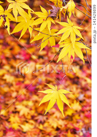 京都 宝厳院 秋の美しい紅葉(京都府京都市右京区) 京都 宝厳院 秋の美しい紅葉(京都府京都市右京区) 141429899