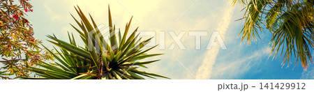 Yucca gigantea in the park. Foliage nature background. Horizontal banner Yucca gigantea in the park. Foliage nature background. Horizontal banner 141429912