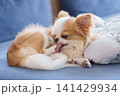 ソファーの上で足をなめるロングコートチワワ 141429934