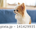 ソファーの上でじっと見つめるロングコートチワワ 141429935