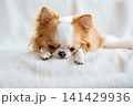 白いブランケットであごをつけて伏せるロングコートチワワ 141429936