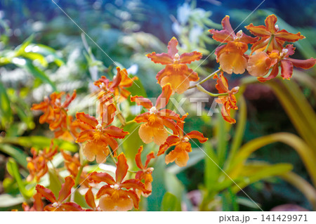 Flowering orchid Cattleya bowringiana in a rainforest. Tropical nature background. Horizontal banner 141429971