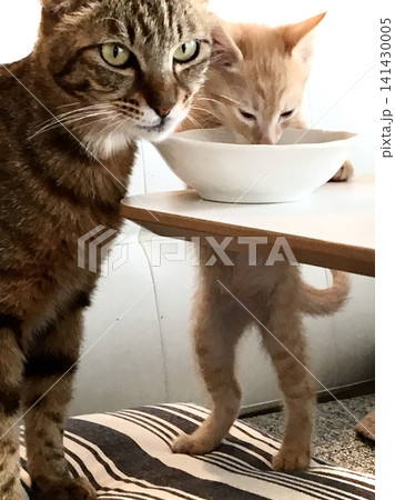 ダイニングで食事をする子猫と待つ猫 ダイニングで食事をする子猫と待つ猫 141430005