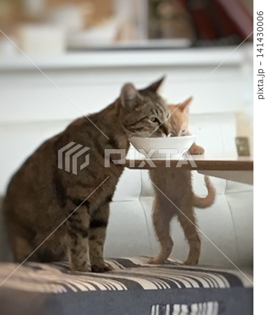 ダイニングで仲良く食事をする2匹の猫 ダイニングで仲良く食事をする2匹の猫 141430006