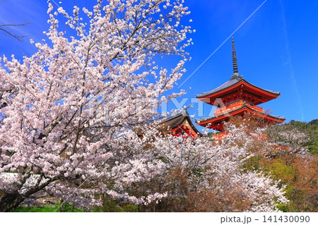 【京都府】快晴の清水寺の三重塔と満開の桜 141430090