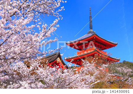 【京都府】快晴の清水寺の三重塔と満開の桜 【京都府】快晴の清水寺の三重塔と満開の桜 141430091