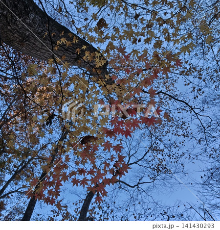紅葉 西沢渓谷 紅葉 西沢渓谷 141430293