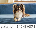 ソファーの上でフセをするロングコートチワワ 141430374