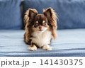 ソファーの上でフセをするロングコートチワワ 141430375