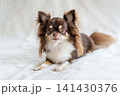 白いブランケットの上でフセをするロングコートチワワ 141430376