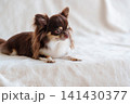 白いブランケットの上でフセをするロングコートチワワ 141430377