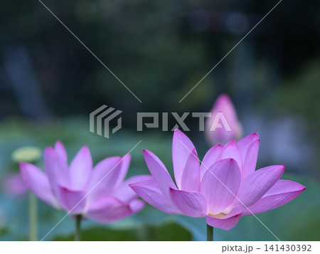 ピンクのハスの花 ピンクのハスの花 141430392