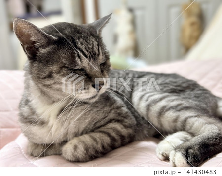 眠たいネコ 眠たいネコ 141430483