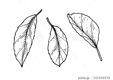 Three fruit leaves line art black ink sketch. Hand drawn apple or plum foliage element for decorative design. Natural leaf illustration for organic branding or seasonal project. Three fruit leaves line art black ink sketch. Hand drawn apple or plum foliage element for decorative design. Natural leaf illustration for organic branding or seasonal project. 141430578