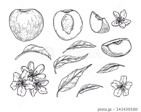 Peach fruit set with leaves and blossom flowers linear drawing. Hand drawn cut and whole fruit, leaf, flower sketch illustration. Botanical organic food elements for menu design and culinary decor Peach fruit set with leaves and blossom flowers linear drawing. Hand drawn cut and whole fruit, leaf, flower sketch illustration. Botanical organic food elements for menu design and culinary decor 141430580