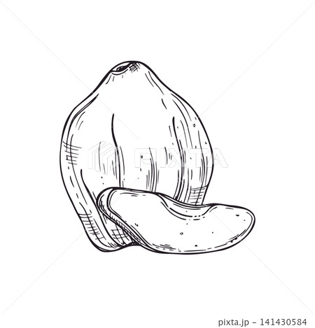 Quince fruit and slice hand drawn etching. Ripe autumn harvest food vector illustration in engraving style. Organic ingredient for recipe design and agriculture industry element. 141430584