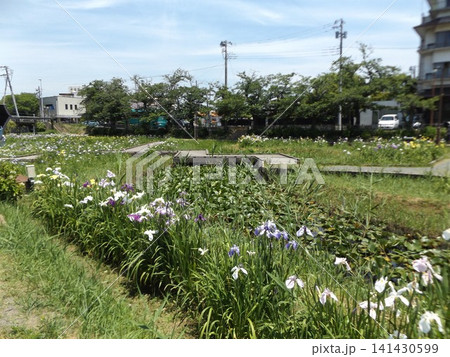 潮来あやめ園の色々な色の花菖蒲 141430599