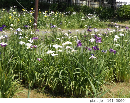 潮来あやめ園の色々な色の花菖蒲 潮来あやめ園の色々な色の花菖蒲 141430604