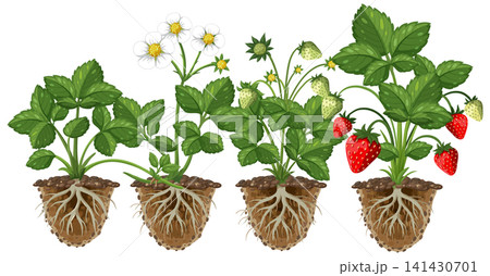Botanical Vector Illustration of the Strawberry Plant Growth Cycle Botanical Vector Illustration of the Strawberry Plant Growth Cycle 141430701