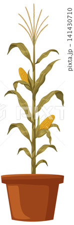 Vector Illustration of a Mature Corn Plant in a Terracotta Pot Vector Illustration of a Mature Corn Plant in a Terracotta Pot 141430710