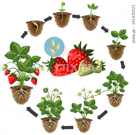 Strawberry Life Cycle Vector Illustration Showing Plant Growth Stages Strawberry Life Cycle Vector Illustration Showing Plant Growth Stages 141430721