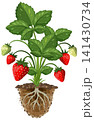 Strawberry Plant Growth Cycle Vector Illustration with Roots and Soil 141430734