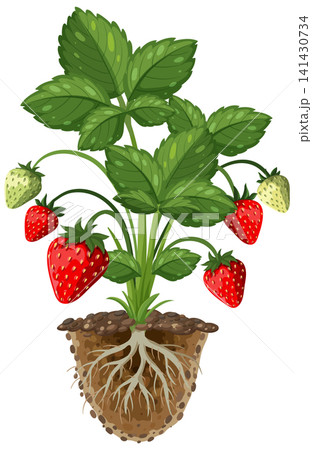 Strawberry Plant Growth Cycle Vector Illustration with Roots and Soil Strawberry Plant Growth Cycle Vector Illustration with Roots and Soil 141430734