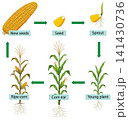Corn Plant Life Cycle Vector Illustration Showing Growth Stages 141430736