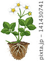 Strawberry Plant Growth Cycle Vector Illustration with Roots and Flowers 141430741