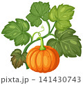 Orange Pumpkin Growing on Vine with Green Leaves Vector Illustration 141430743