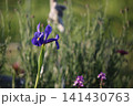 風に揺れて、菖蒲 風に揺れて、菖蒲 141430763