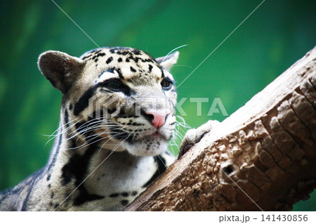 Leopard On A Tree 141430856