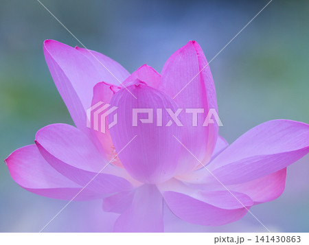 美しい蓮の花 美しい蓮の花 141430863