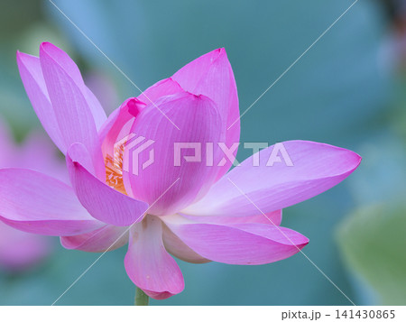 蓮の花のある風景 蓮の花のある風景 141430865