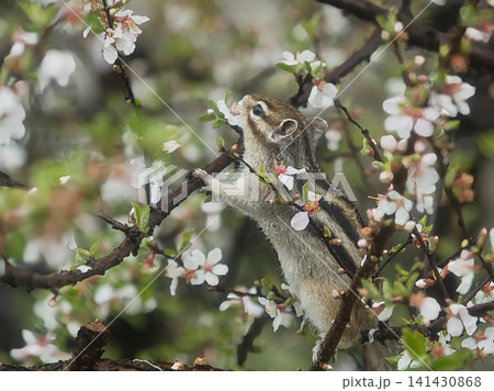 木の花びらを食べるリス 木の花びらを食べるリス 141430868