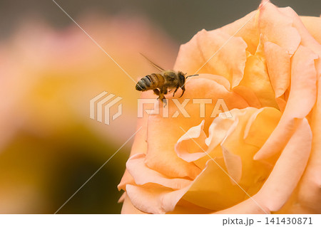 薔薇の花にとまるミツバチ 薔薇の花にとまるミツバチ 141430871
