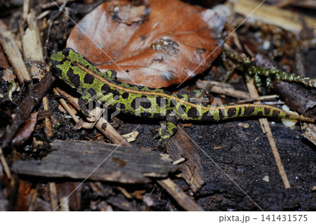 Closeup on avibrant green juvenile French marbled newt, Triturus marmoratus Closeup on avibrant green juvenile French marbled newt, Triturus marmoratus 141431575