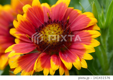 Vibrant Red and Yellow Blanket Flower Bloom in Close Up Detail, Showcasing Nature's Beauty and Bright Colors 141431576
