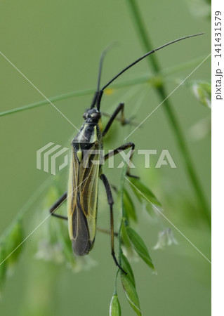Vertical closeup on a meadow plant bug, Leptopterna dolabrata Vertical closeup on a meadow plant bug, Leptopterna dolabrata 141431579