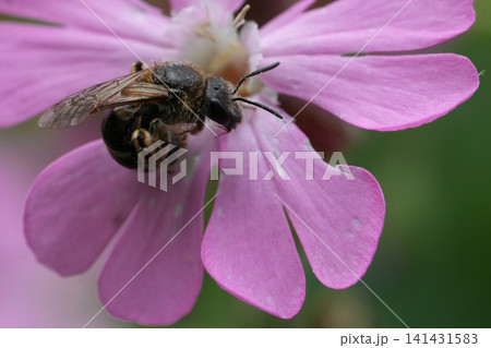 Closeup on a female furrow bee, Lasioglossum on a pink Silene diocia flower in the garden Closeup on a female furrow bee, Lasioglossum on a pink Silene diocia flower in the garden 141431583